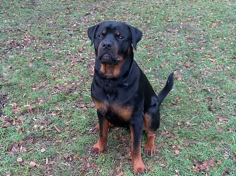 Rottweiler Pusling billede 1