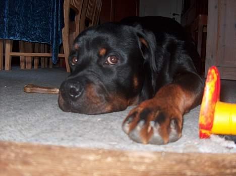 Rottweiler Pusling billede 2
