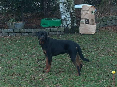 Rottweiler Pusling billede 3