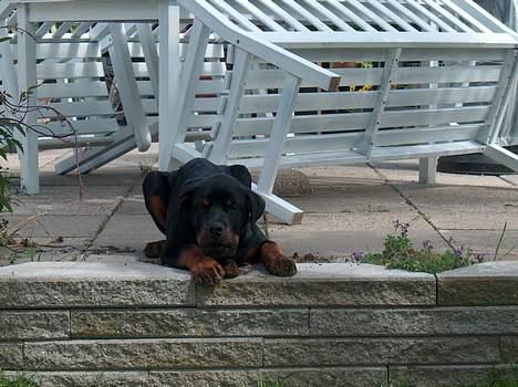 Rottweiler Pusling billede 4