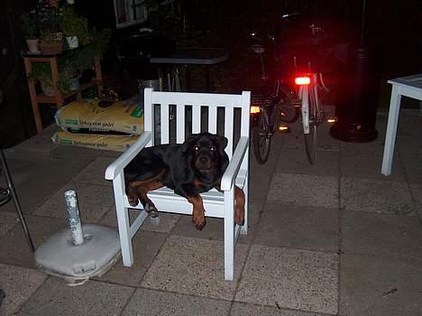 Rottweiler Pusling billede 5