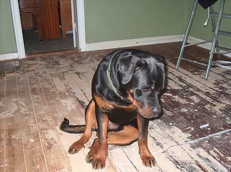 Rottweiler Pusling - hvad helved laver i? billede 6