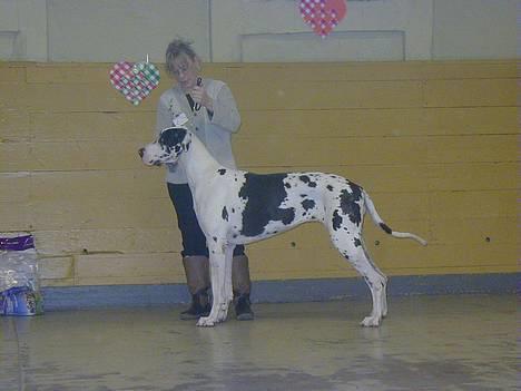 Grand danois Horsebjerg Athena (Himmelhund)  - Juleskue Næstved 09.12.06. Vi blev BIS 6 billede 15