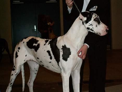 Grand danois Horsebjerg Athena (Himmelhund)  - Odense 18.04.2006 billede 16