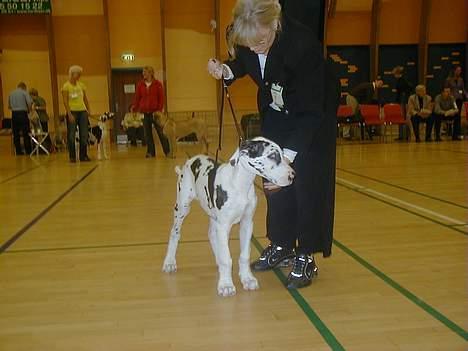 Grand danois Horsebjerg Athena (Himmelhund)  - Min første udstilling i Herlufmagle Oktober 2005 billede 17