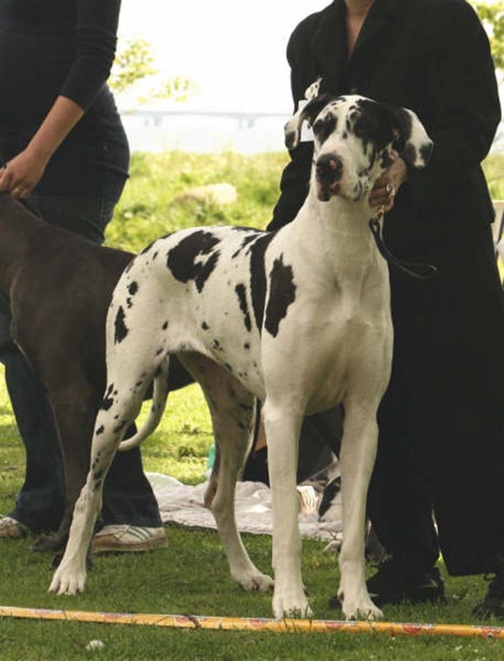 Grand danois Horsebjerg Athena (Himmelhund)  - GD Klubbens udstilling i Nyborg 19.05.07. 1pr. 1v med CK billede 18