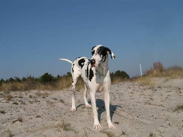 Grand danois Horsebjerg Athena (Himmelhund)  - en dejlig tur på stranden billede 19