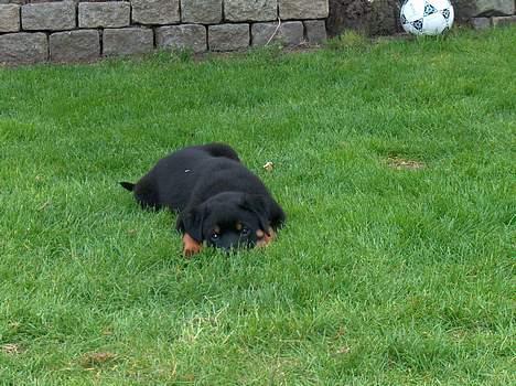 Rottweiler Pusling billede 7