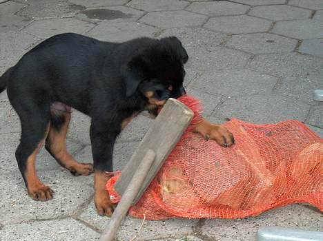 Rottweiler Pusling billede 8