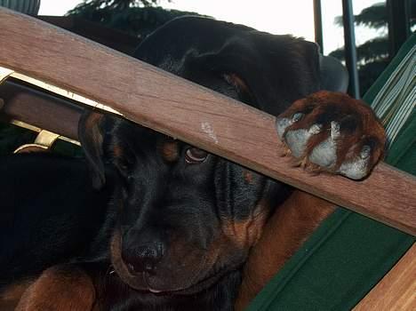 Rottweiler Pusling billede 9