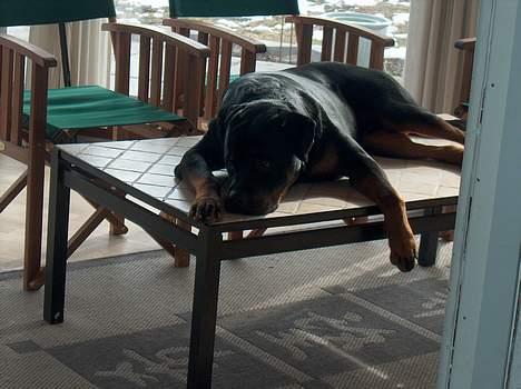 Rottweiler Pusling - ligger bare og chiller lidt på bordet billede 10