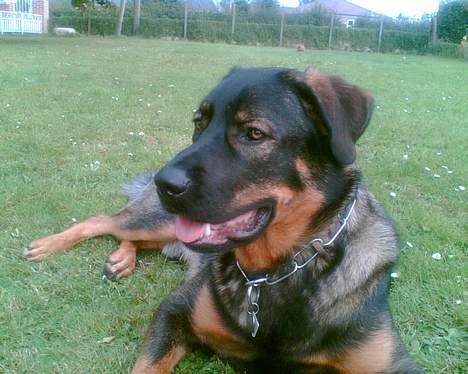 Blanding af racer Futte billede 4