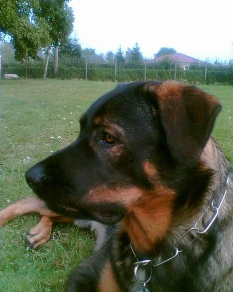 Blanding af racer Futte billede 5