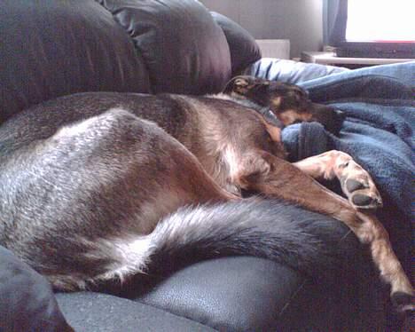 Blanding af racer Futte billede 8