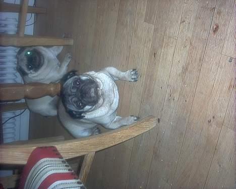 Mops "Cæs" - Så er den første nat vel overstået billede 2