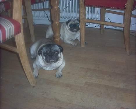 Mops "Cæs" - Celine og Cæsar billede 3