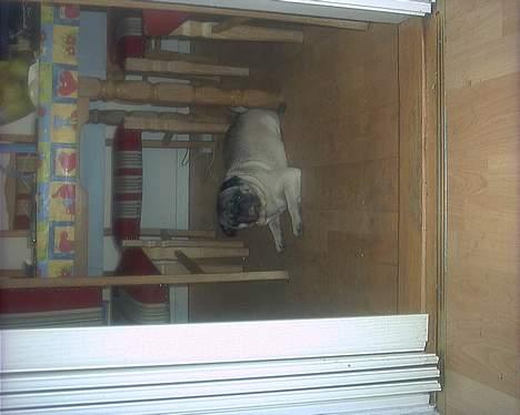 Mops "Cæs" billede 4