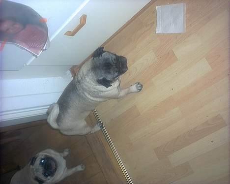 Mops "Cæs" - Må hellere lige se om der er kommet mere mad billede 5