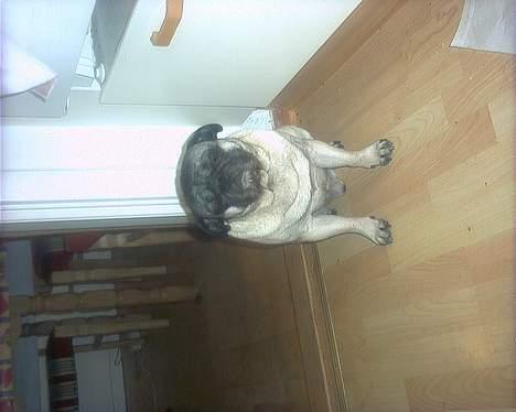 Mops "Cæs" - Det er hårdt at være ny mops....gab billede 6