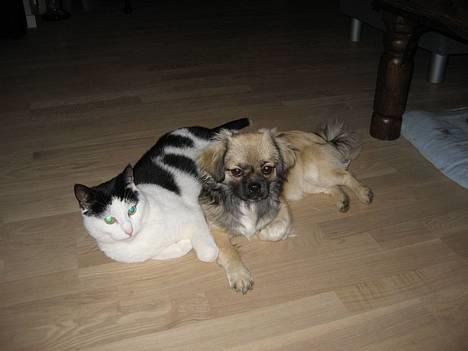 Tibetansk spaniel Kri Kris Everlasting Juno - Her er jeg sammen med min yndlings kat, Herbert  billede 10