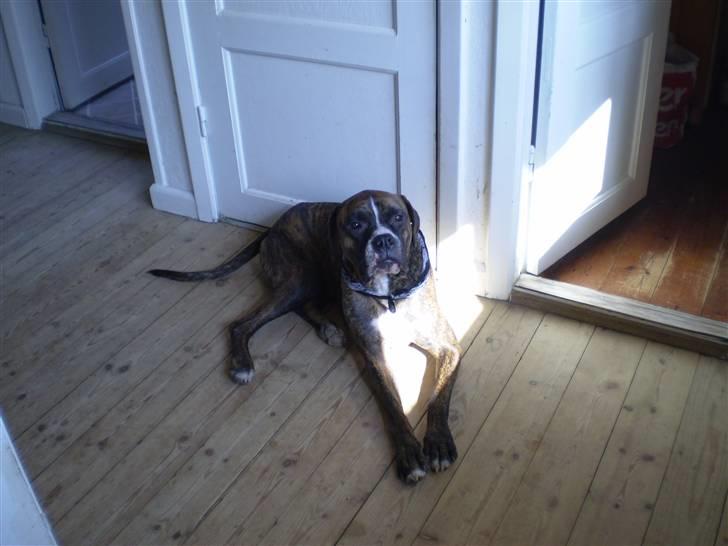 Blanding af racer Oscar  R.I.P. billede 10