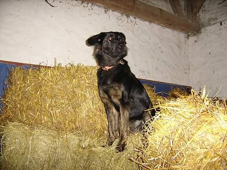 Blanding af racer Baloo billede 8