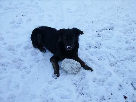 Blanding af racer Baloo billede 9