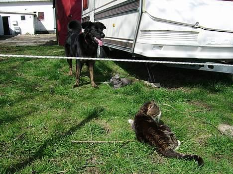 Blanding af racer Baloo billede 10