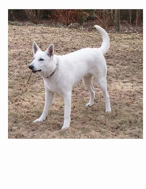 Hvid schæfer Luka - Ca 10 måneder billede 1