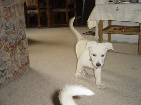 Hvid schæfer Luka - ca 6 uger billede 2