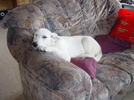 Hvid schæfer Luka - ca. 4 måneder billede 3