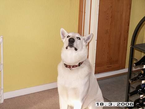 Hvid schæfer Luka - var der nogen der sagde noget til mig billede 4