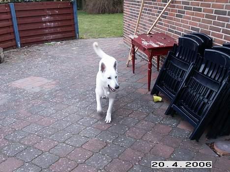 Hvid schæfer Luka - så er der 10 dage til han bliver 1 år billede 5