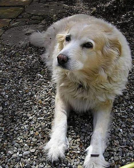 Blanding af racer Luna R.I.P 15/6.06 <3<3  - Nårh <33 billede 9