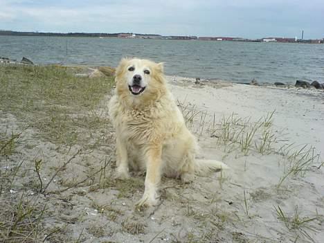 Blanding af racer Luna R.I.P 15/6.06 <3<3  billede 10