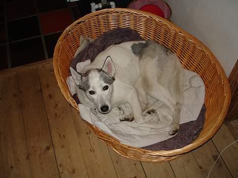 Siberian husky Maggi - maggi kan lide bare at ligge i sin kurve billede 8