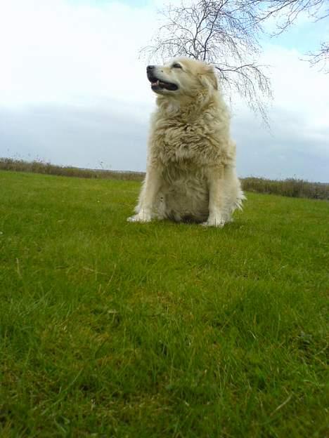 Blanding af racer Luna R.I.P 15/6.06 <3<3  billede 11