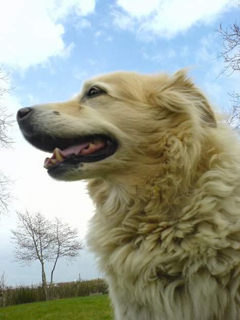 Blanding af racer Luna R.I.P 15/6.06 <3<3  billede 12