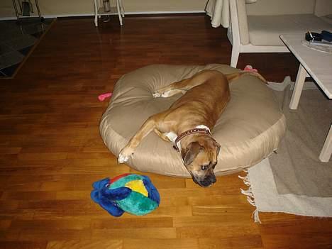 Amerikansk bulldog Tess - ja okay jeg tog din bamse billede 7