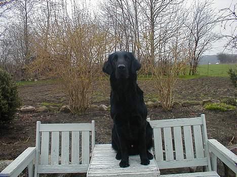 Flat coated retriever Lucky - haha !!!!!!!!!!! ;oD jeg må side på bordet hehe................. billede 5