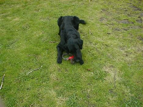 Flat coated retriever Lucky billede 6
