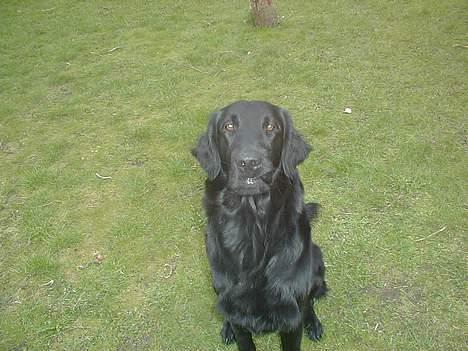 Flat coated retriever Lucky billede 7