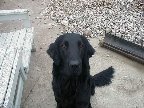 Flat coated retriever Lucky billede 8