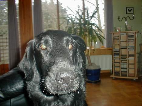 Flat coated retriever Lucky billede 9