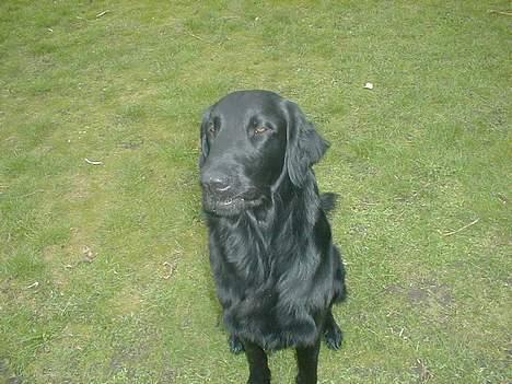 Flat coated retriever Lucky - åårh!!!!!!!!!!!!!!!!!........ hvor har jeg ondt i bolden :o( jeg sku aldrig ha drukket den flaske sprut !!!!!!!!!!!!!!!!!...... billede 10
