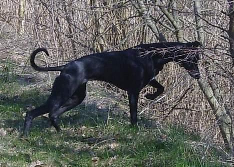 Whippet Dragonwing Cyclone (Thea) - standhund billede 5