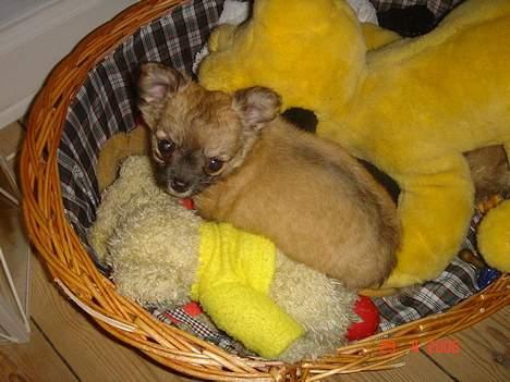 Chihuahua Kiwi - Putter i legetøjskurven billede 5