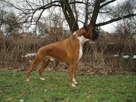 Boxer Arlu - Boxer Arlu (Arlutus) 03-03-07: www.123hjemmeside.dk/arlu billede 1