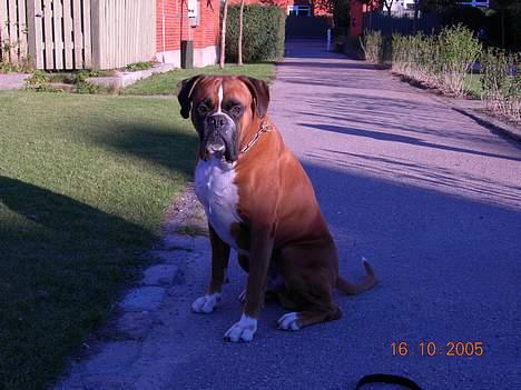 Boxer Arlu - Boxer Arlu 4 år billede 2