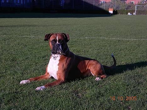 Boxer Arlu - Boxer Arlu 4 år billede 3